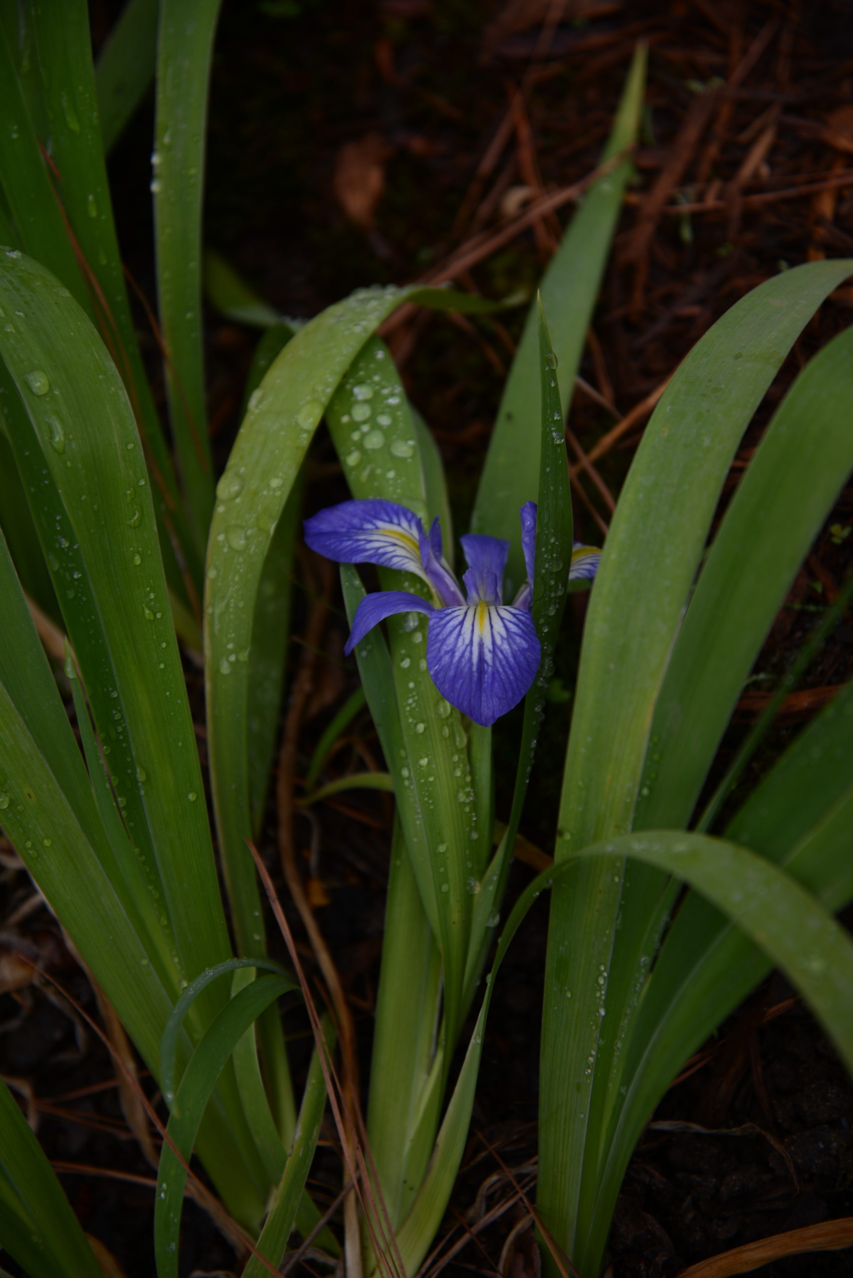 Zigzag Iris, or Iris brevicaulis, in bloom.