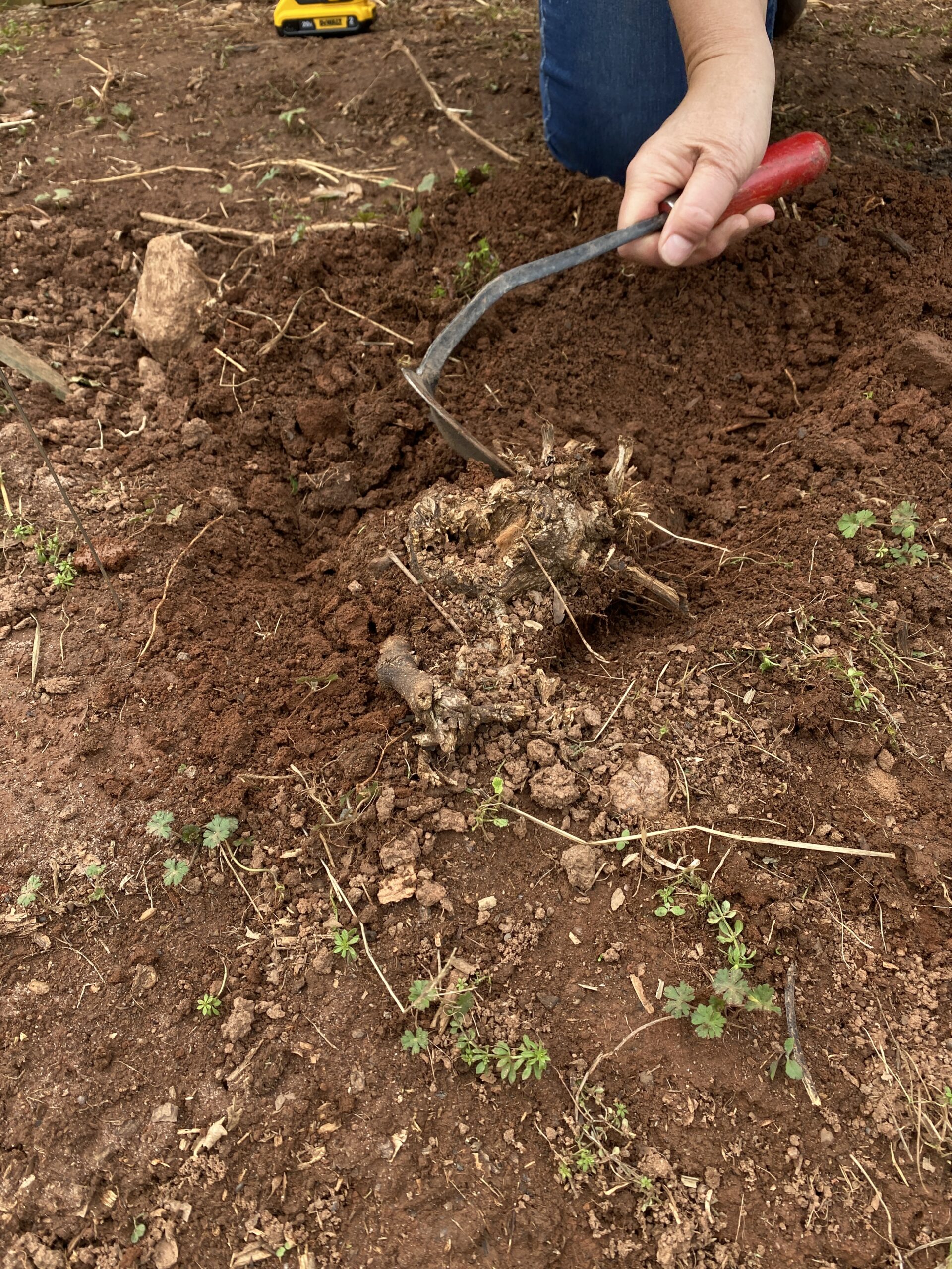 Unearthing the rootstock of the kudzu vine.