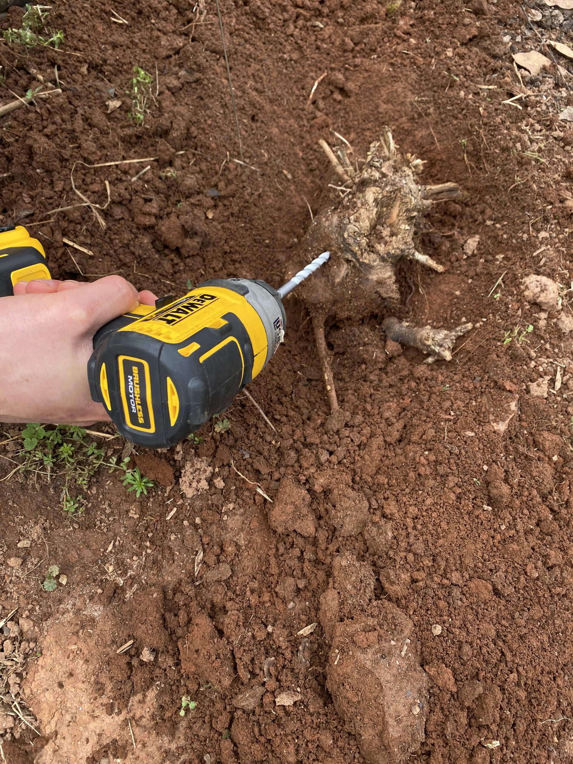 Drilling a hole into the enormous, starch-rich root of the kudzu vine.