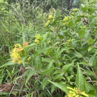 Diervilla sessifolia - Southern Bush Honeysuckle