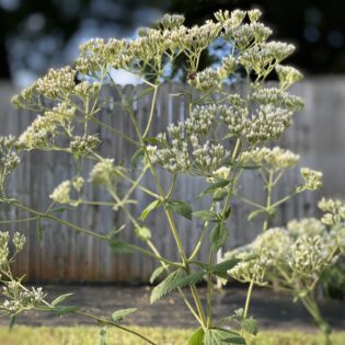 Eupatorium rotundifolium, Round Leaf Boneset