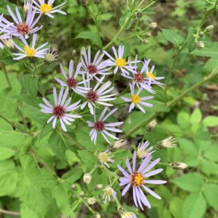 Eurybia macrophylla, big leaf aster