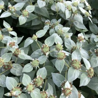 Pycnanthemum muticum, Short-toothed Mountain Mint