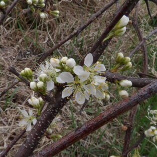 Prunus americana, American Plum