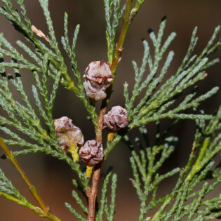 Chamaecyparis thyoides, Atlantic White Cedar