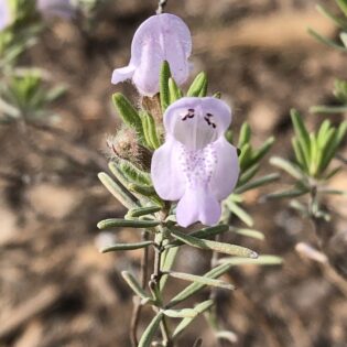 Lavender flower of Conradina canescens (False Rosemary), a small evergreen shrub, in front of a blurred brown background