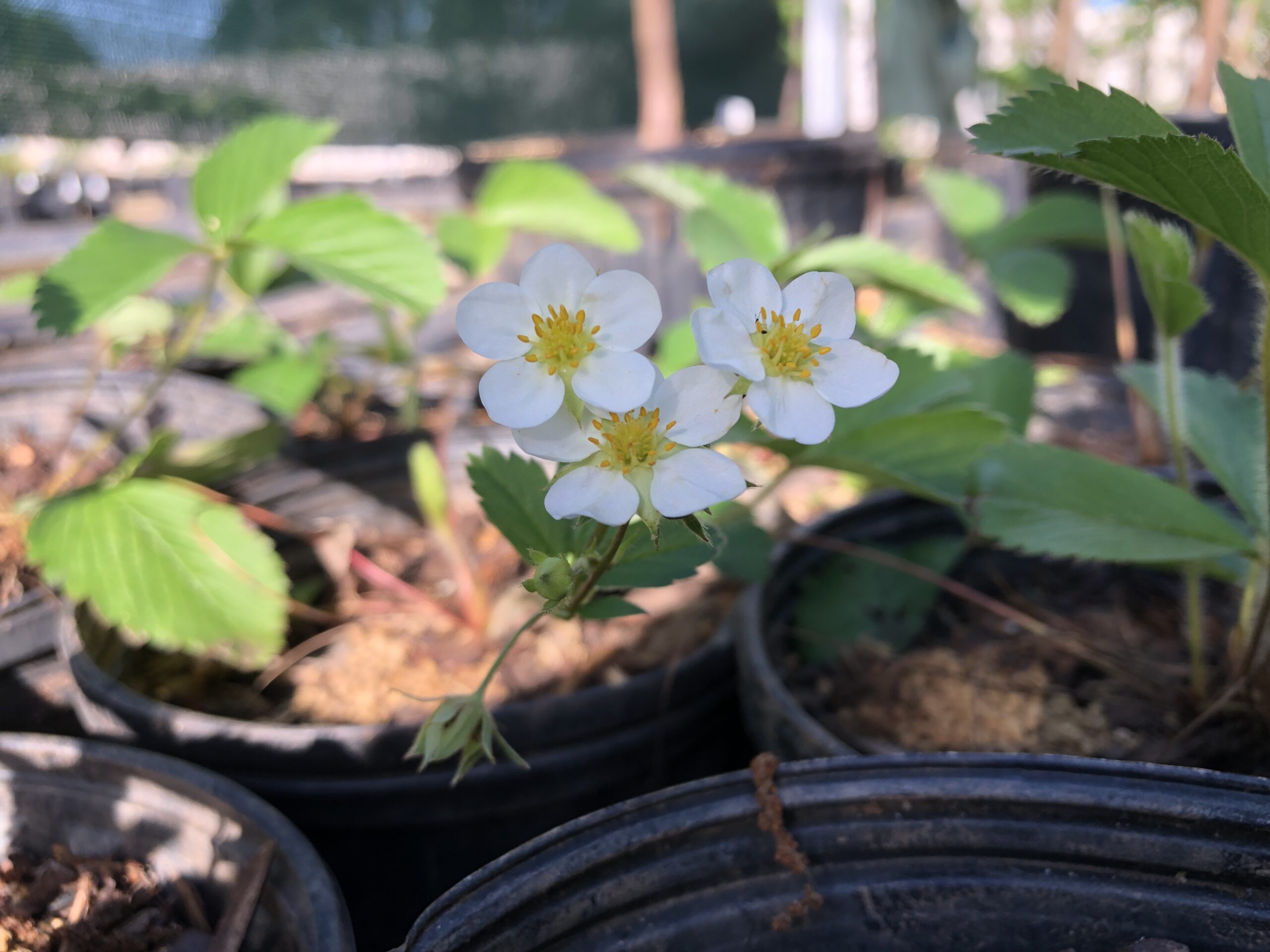 3 white flowers of Fragaria virginiana (Wild Strawberry) in front of a blurred background of green leaves and black plastic pots