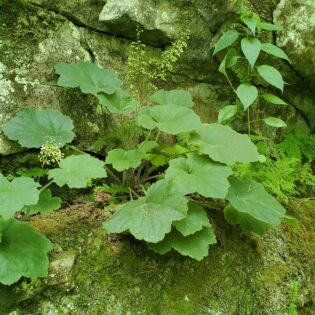 heuchera macrorhiza, coral bells