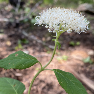 Hydrangea cinerea, Ashy Hydrangea
