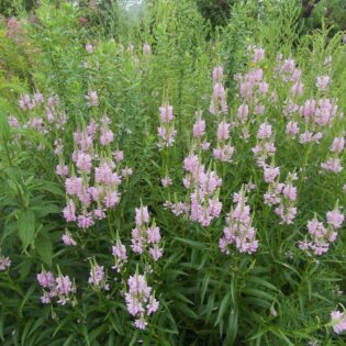 physostegia virginiana, false dragons head