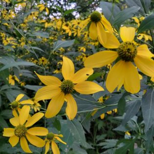 rudbeckia laciniata, cutleaf coneflower