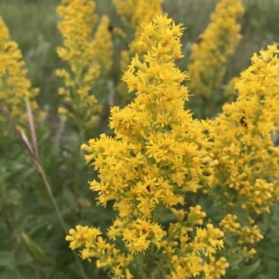 solidago speciosa, Showy Goldenrod