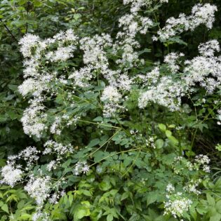Thalictrum pubescens, King of the Meadow