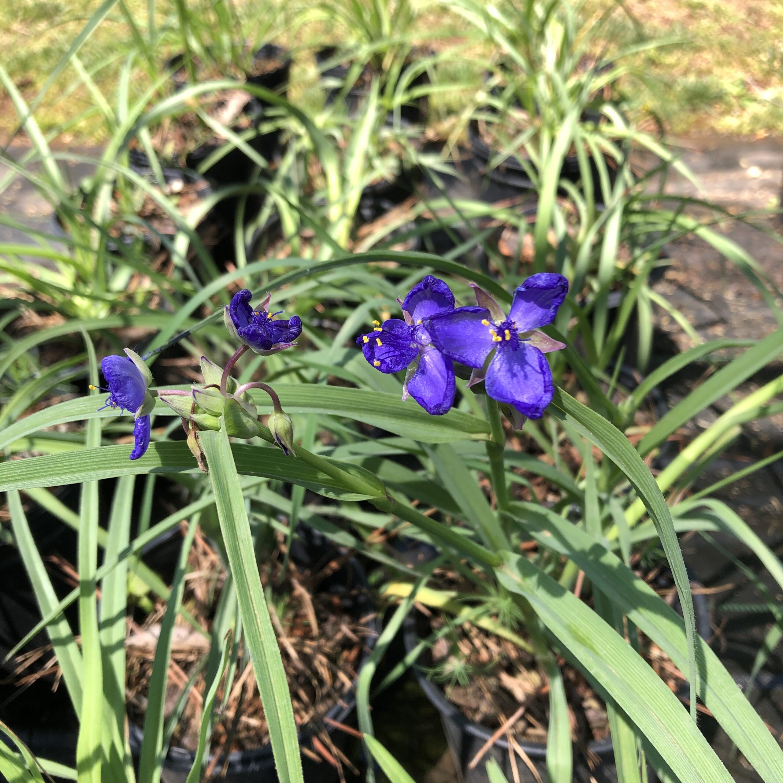 Violet flowers of Tradescantia ohiensis (Blue-Jacket Spiderwort) with their green, grass-like leaves in the background. There are multiple plants in pots in the image