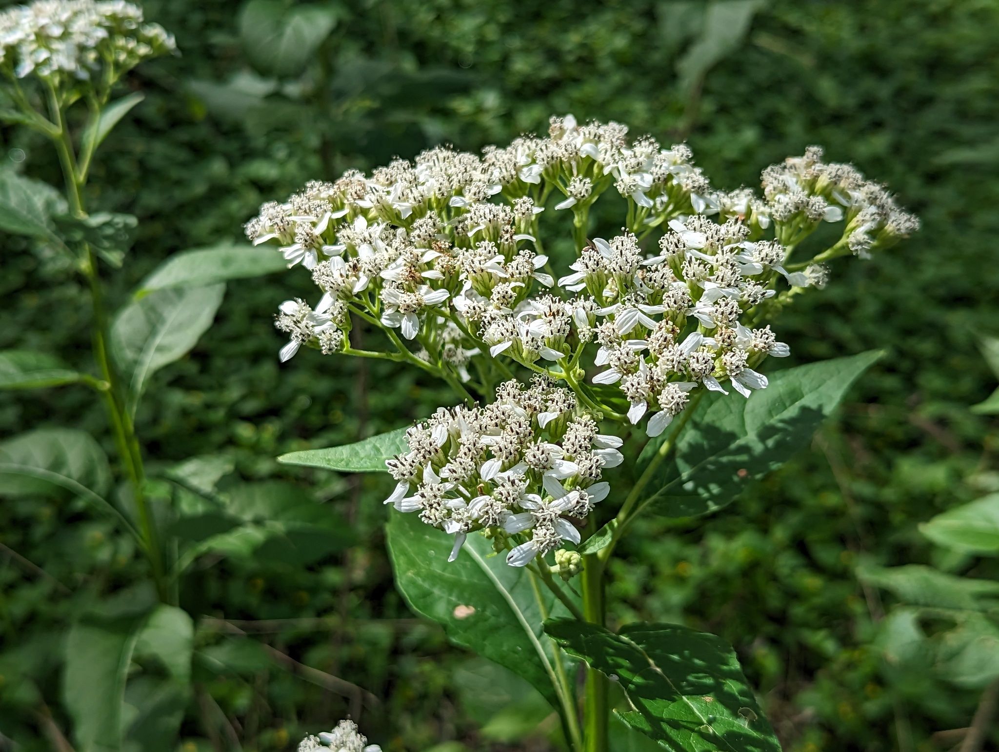 Verbesina virginica verbesina virginica, frostweed