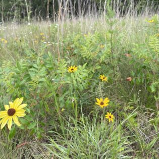 Black eyed susans and asters blooming at the Ohoopee Dunes prairie.