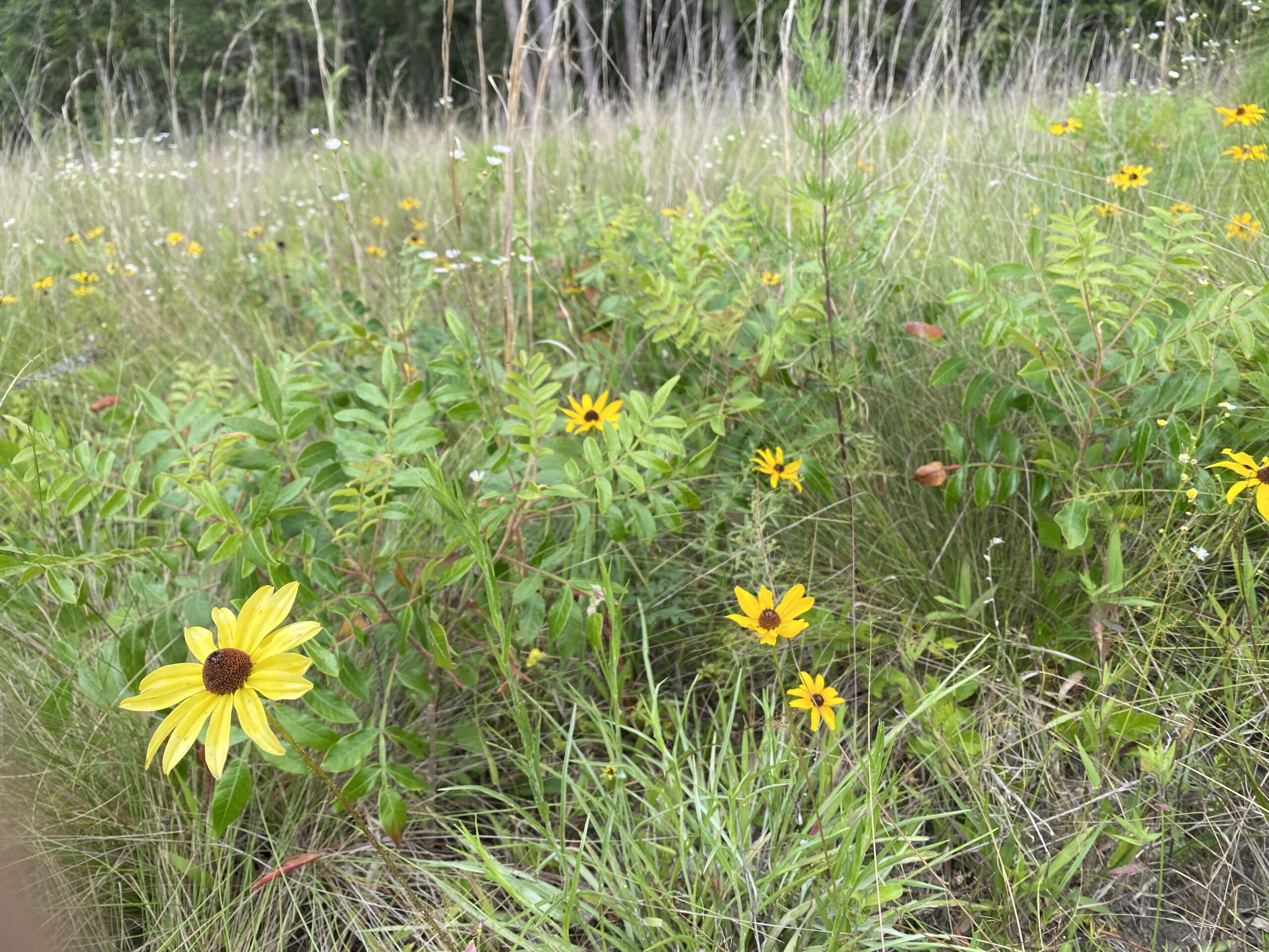 Bright yellow flowers of Rudbeckia hirta, Black-Eyed Susan, bloom among the grasses and wildflowers of the dynamic wetland prairie of Ohoopee Dunes, GA.