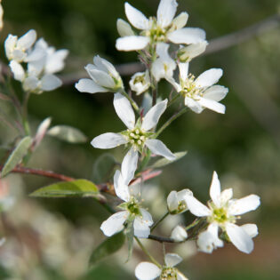 Amelanchier canadensis (Shadblow Serviceberry)