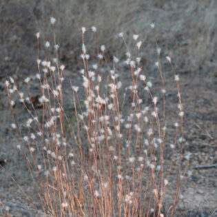 Anatherum ternarium (Split-Beard Bluestem)
