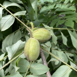 Juglans cinerea, butternut