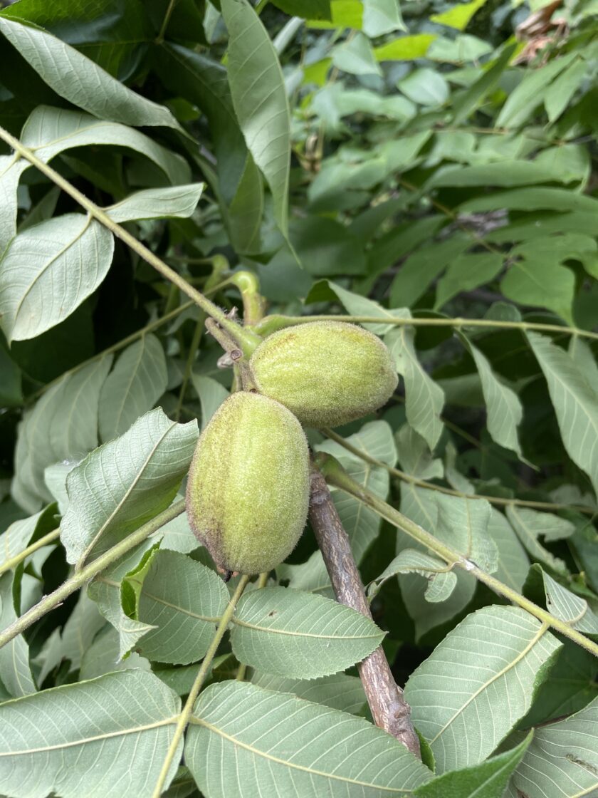 Juglans cinerea (Butternut) - Beech Hollow Farms