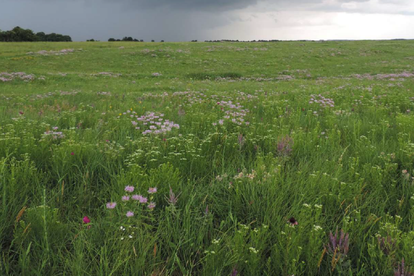 Welcome to the Piedmont Prairie Beech Hollow Farms Welcome to the Piedmont Prairie Beech Hollow Farms