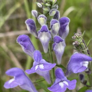 Scutellaria integrifolia, Helmet Flower
