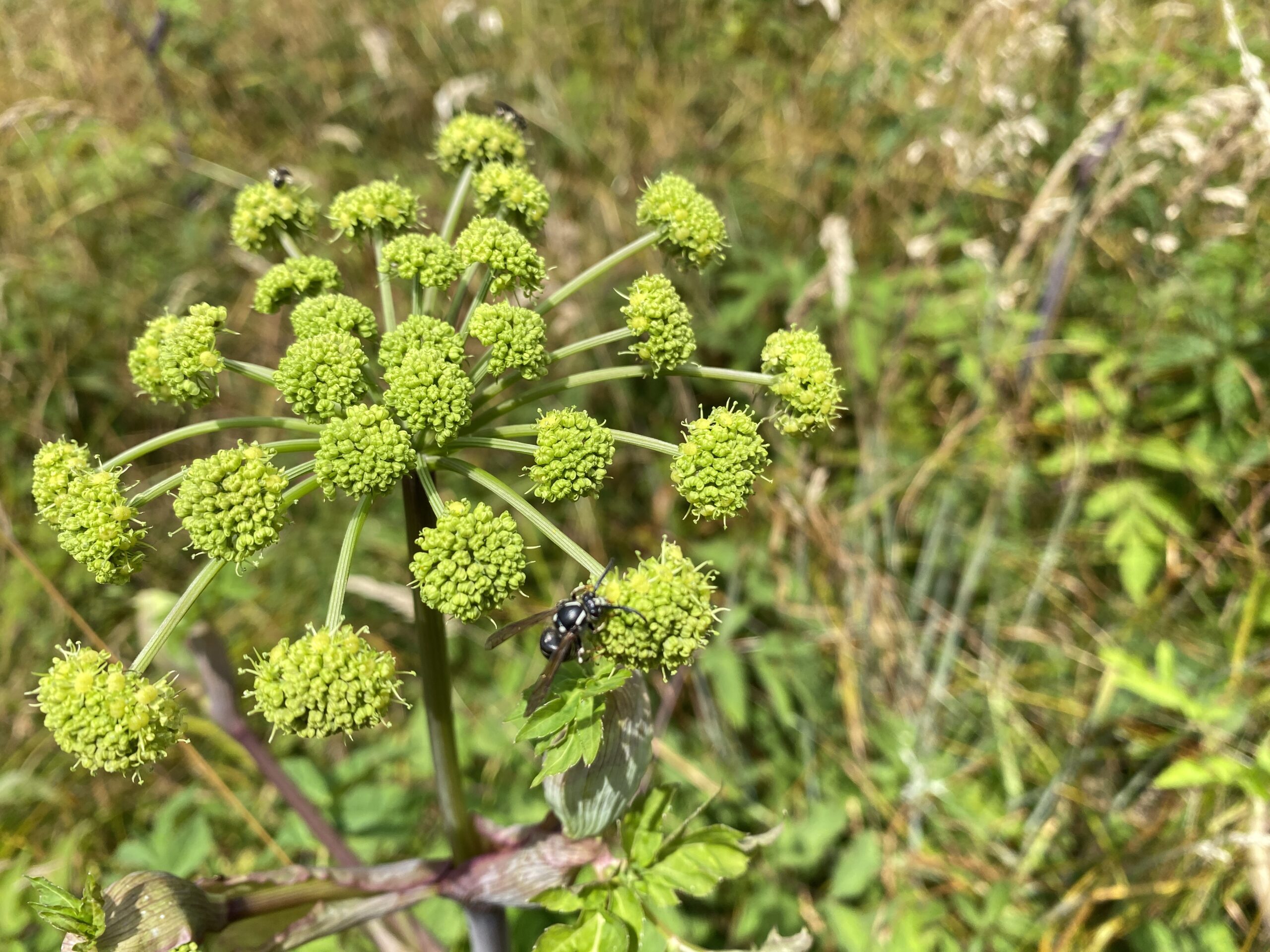 Angelica triquinata, Filmy Angelica, attracts pollinating insects to its bloom. Rounded clusters of yellow-green flowers form rosettes atop its stalks.