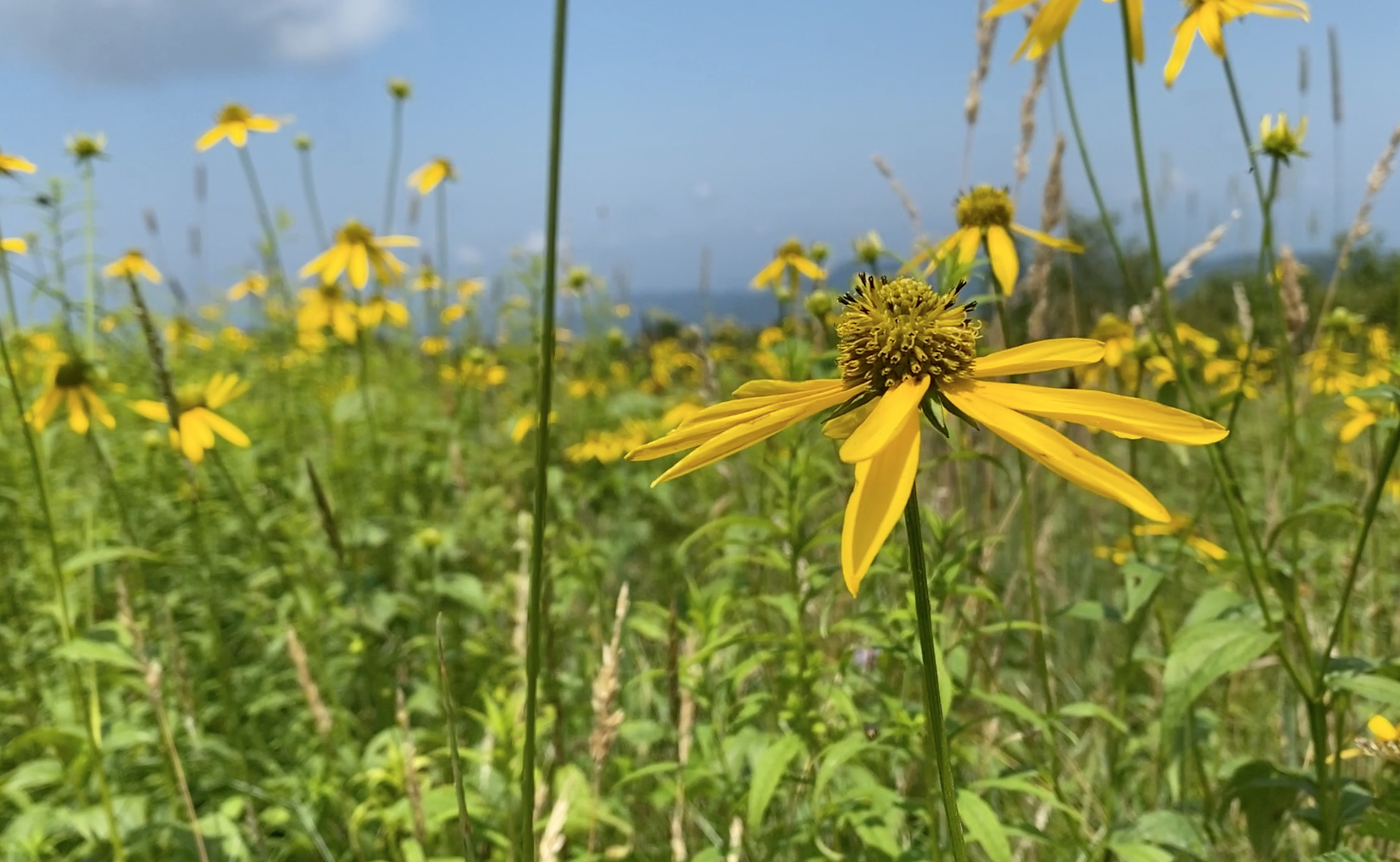 Rudbeckia triloba, Brown-Eyed Susan, blooms bright yellow flowers amongst the lush green grasslands of Whiggs Meadow in Tellico Plains of Tennessee.