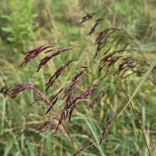 Tridens flavus