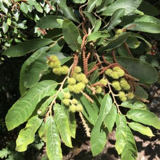Castanea pumila (Dwarf Chestnut)
