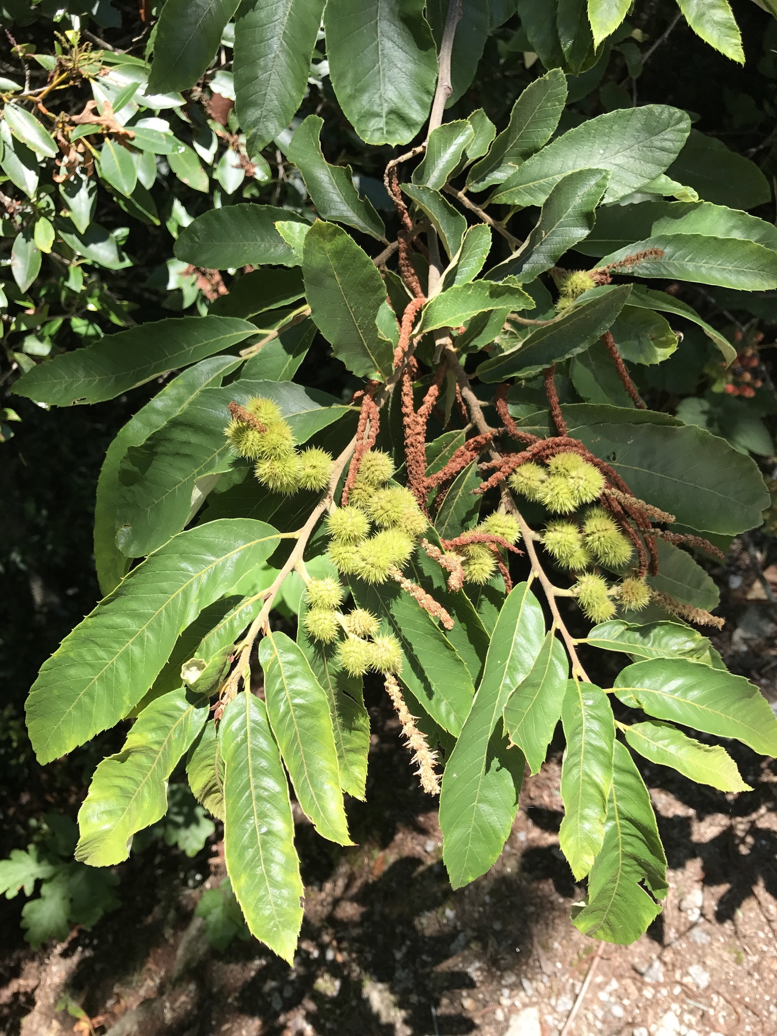 Castanea pumila CC0