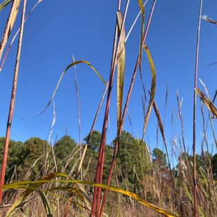 Silver Plume Grass, Erianthus alopecuroides, turn hues of red, gold and copper in autumn. Their towering stalks give rich fall color to Georgia grasslands.