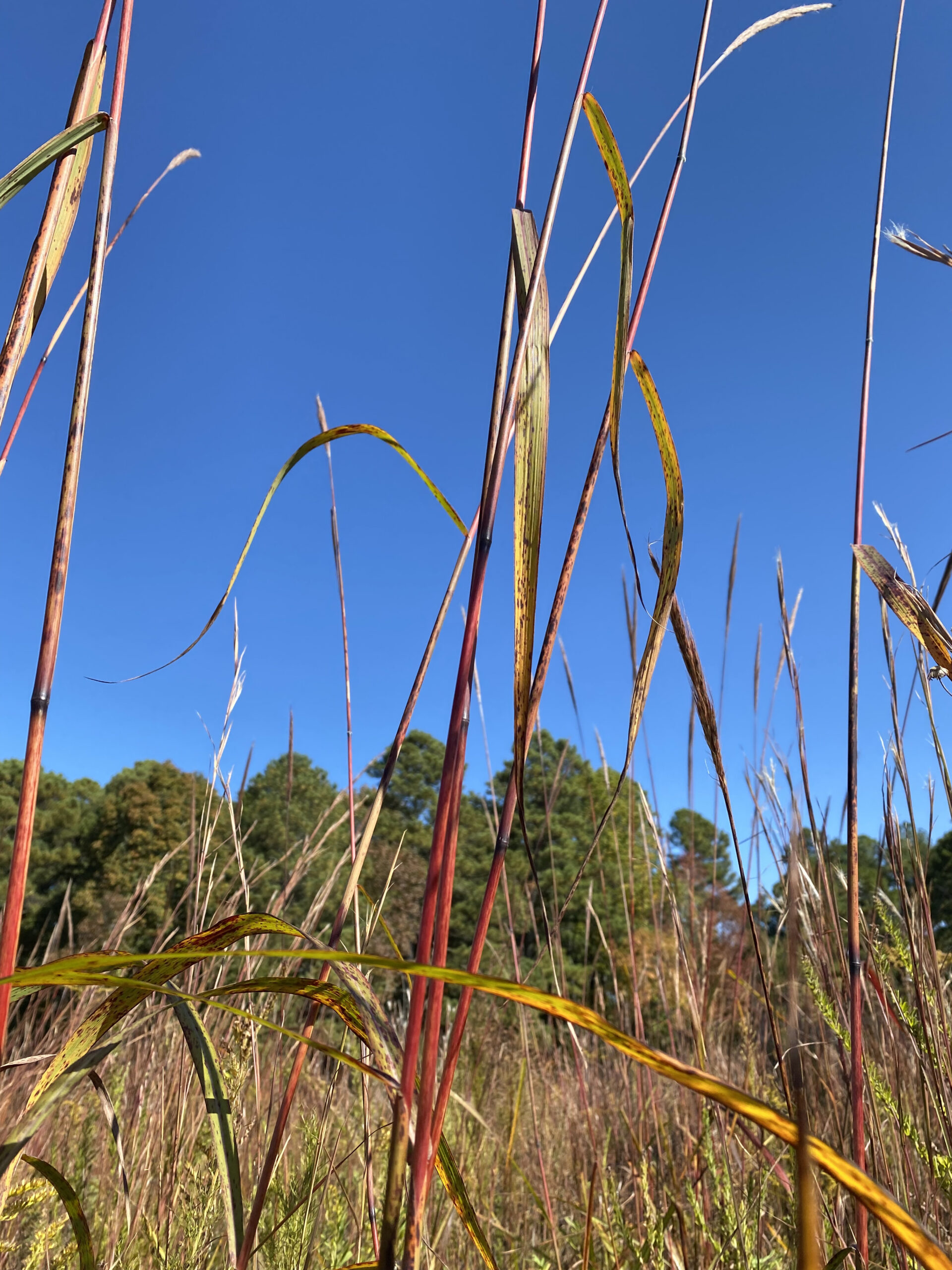 Silver Plume Grass, Erianthus alopecuroides, turn hues of red, gold and copper in autumn. Their towering stalks give rich fall color to Georgia grasslands.