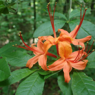 Rhododendron cumberlandense, Cumberland Azalea