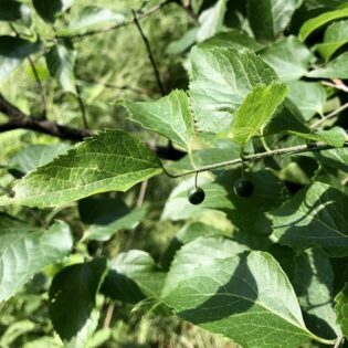 Celtis occidentalis (Hackberry)
