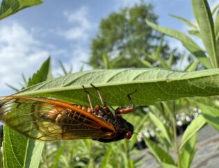 Large Brood X Cicada, with golden yellow wing veination and red eyes and legs, clinging upside down on a green leaf.