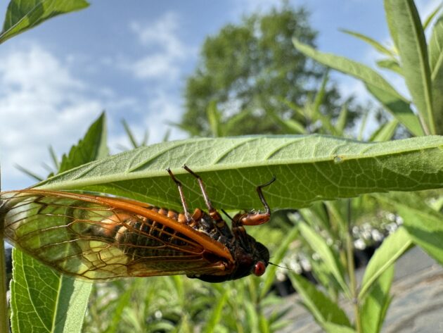Large Brood X Cicada, with golden yellow wing veination and red eyes and legs, clinging upside down on a green leaf.
