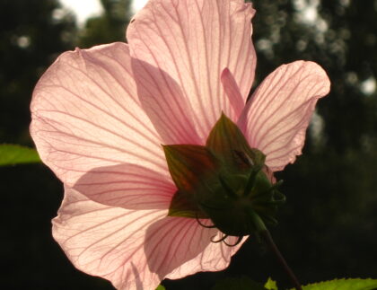 Hibiscus laevis, Halberd leaved Hibiscus, backlit pink petals at sunset.