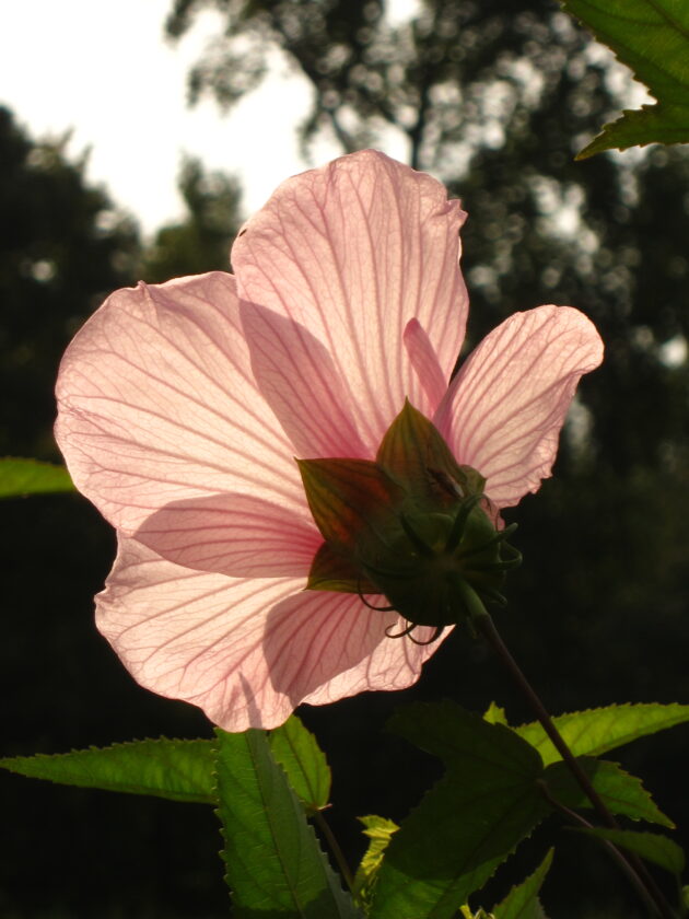 Hibiscus laevis, Halberd leaved Hibiscus, backlit pink petals at sunset.