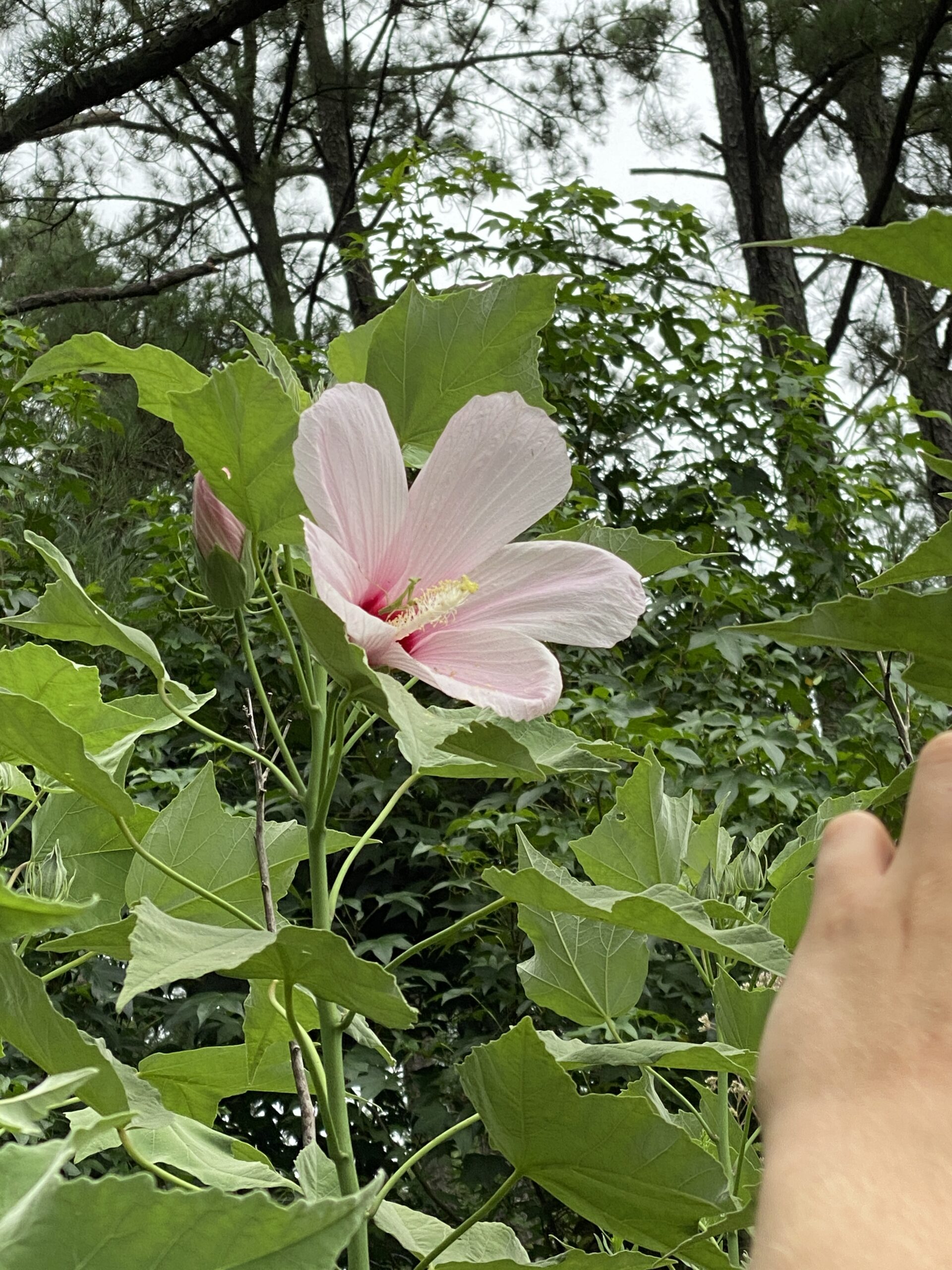 Hibiscus grandiflora has large pink petaled flowers. There is a green praying mantis in the center of the flower.