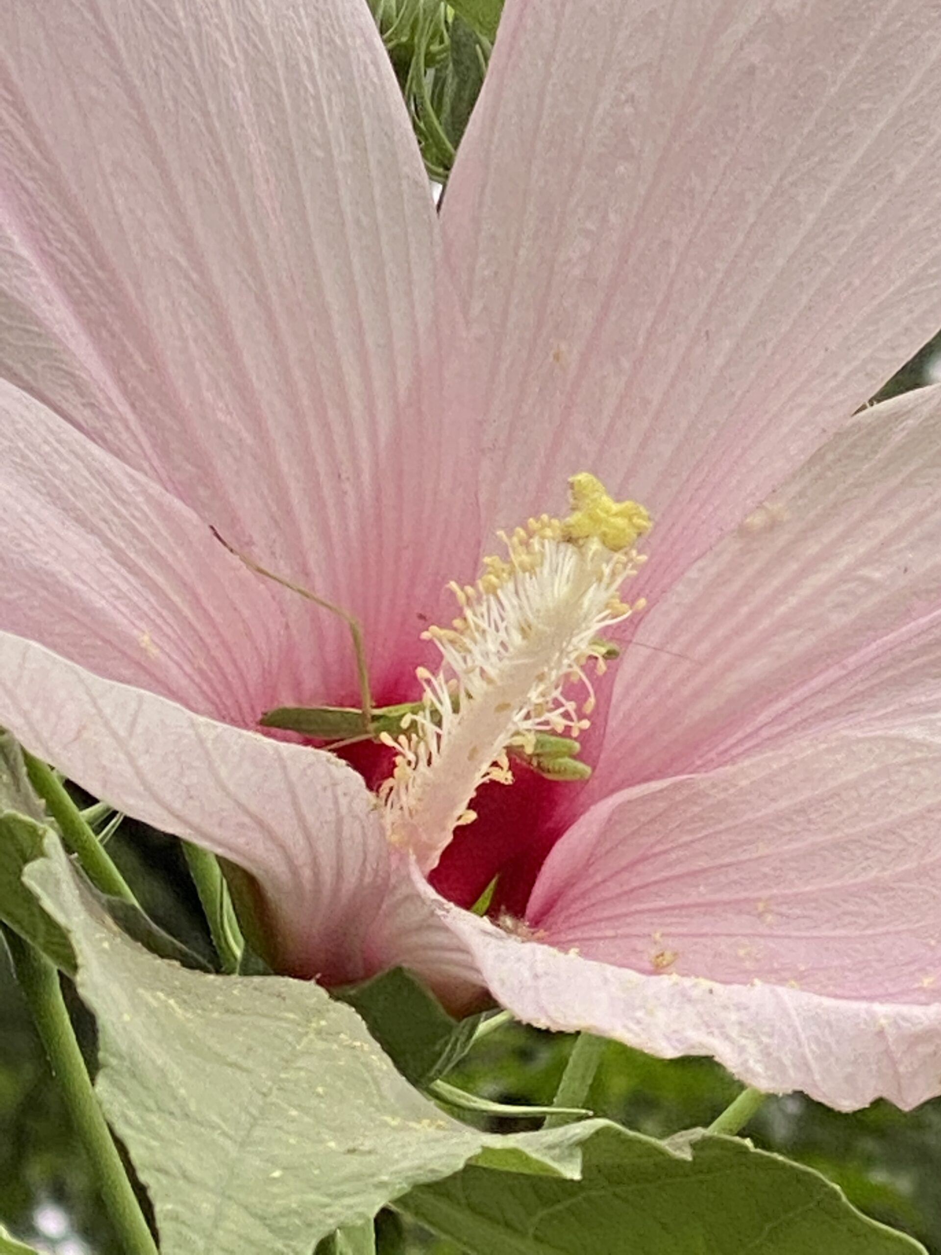 Pink flower with a green Praying Mantis hiding behind the fluffy white staminal column in the middle of the flower.