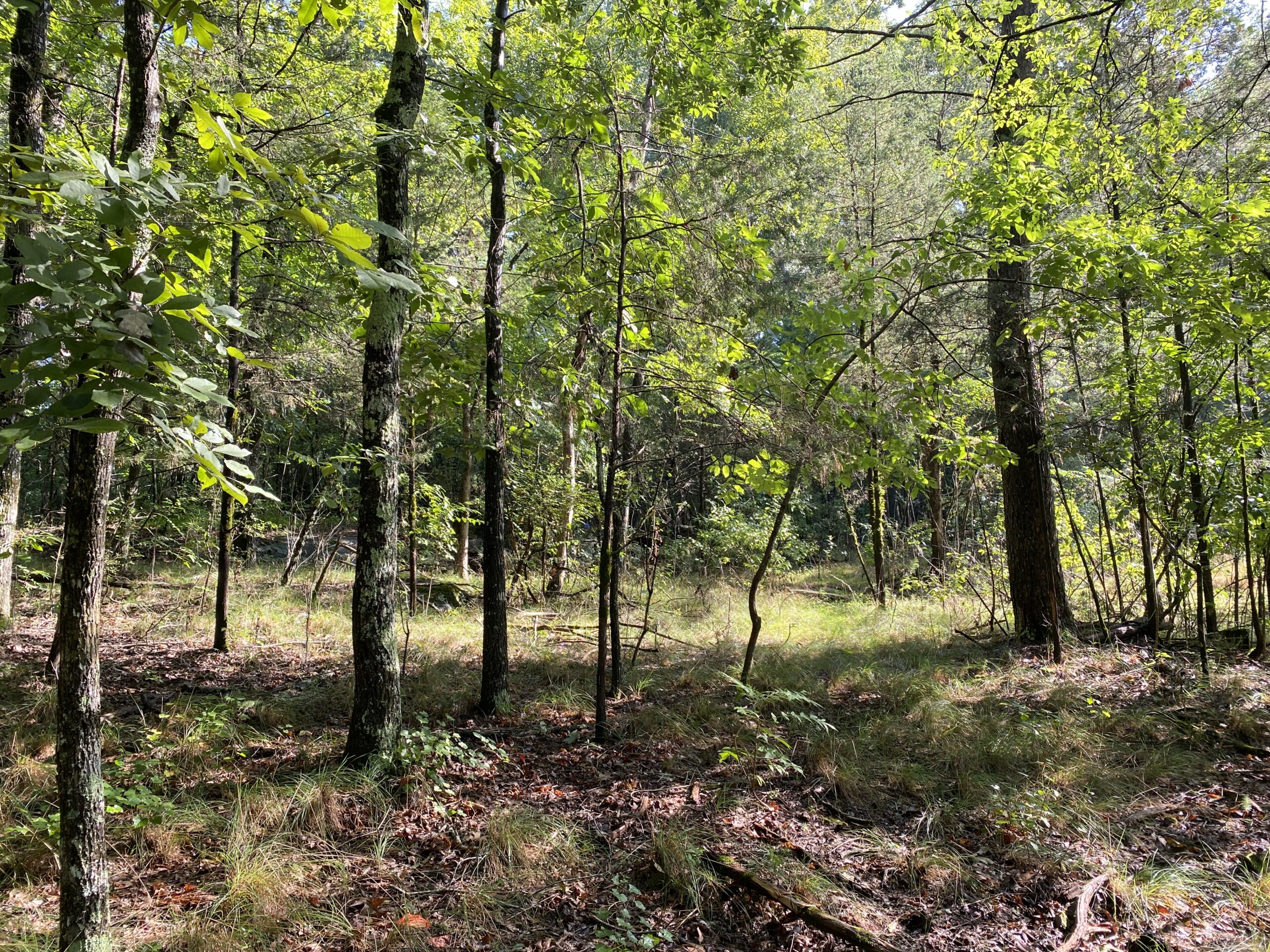 Black Spear Grass, Piptochaetium avenaceum, colonizes semi xeric forest floors in a granite glade.