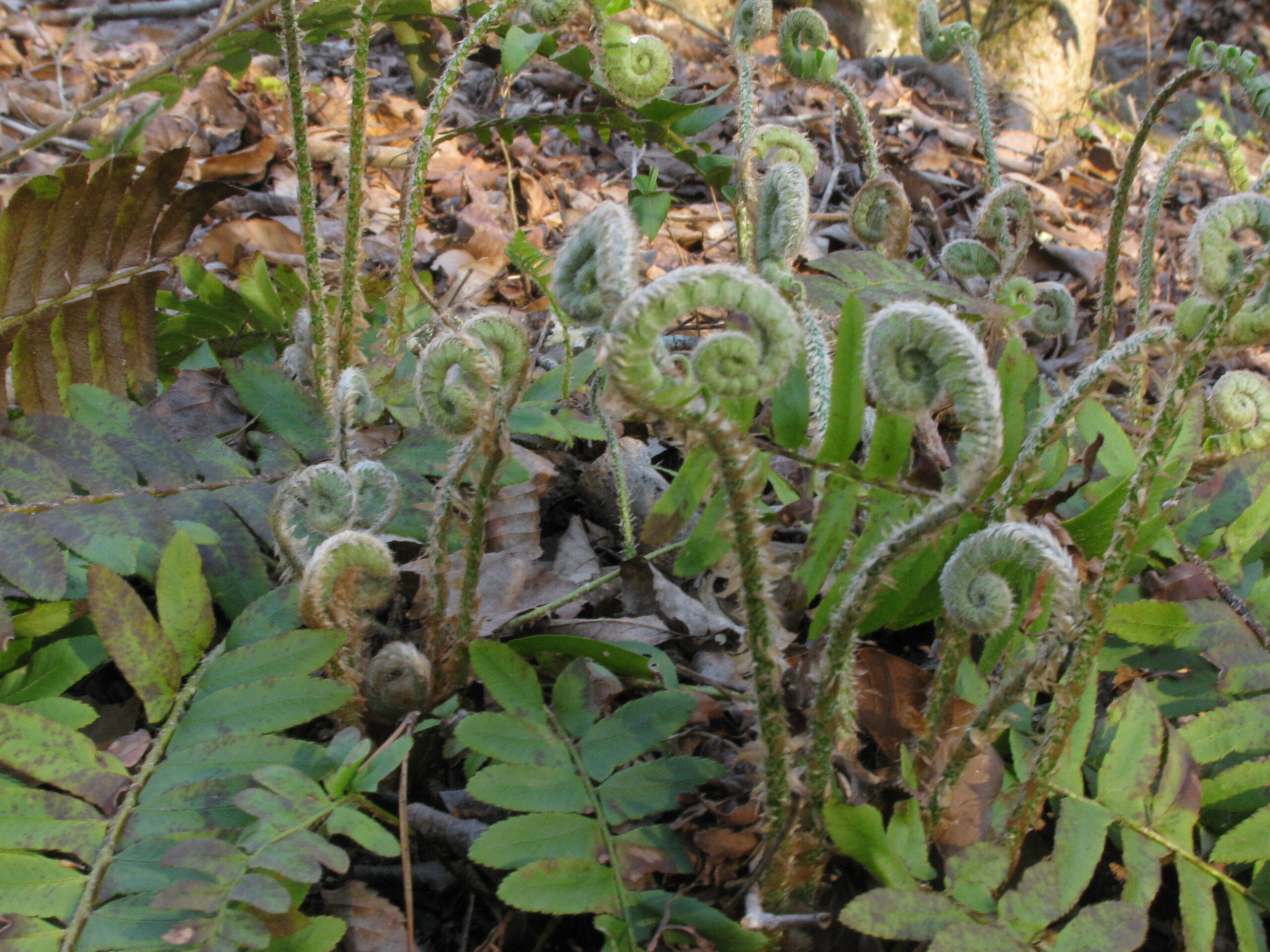 Green fiddleheads pushing out of brown leaf litter in the forest in early spring.