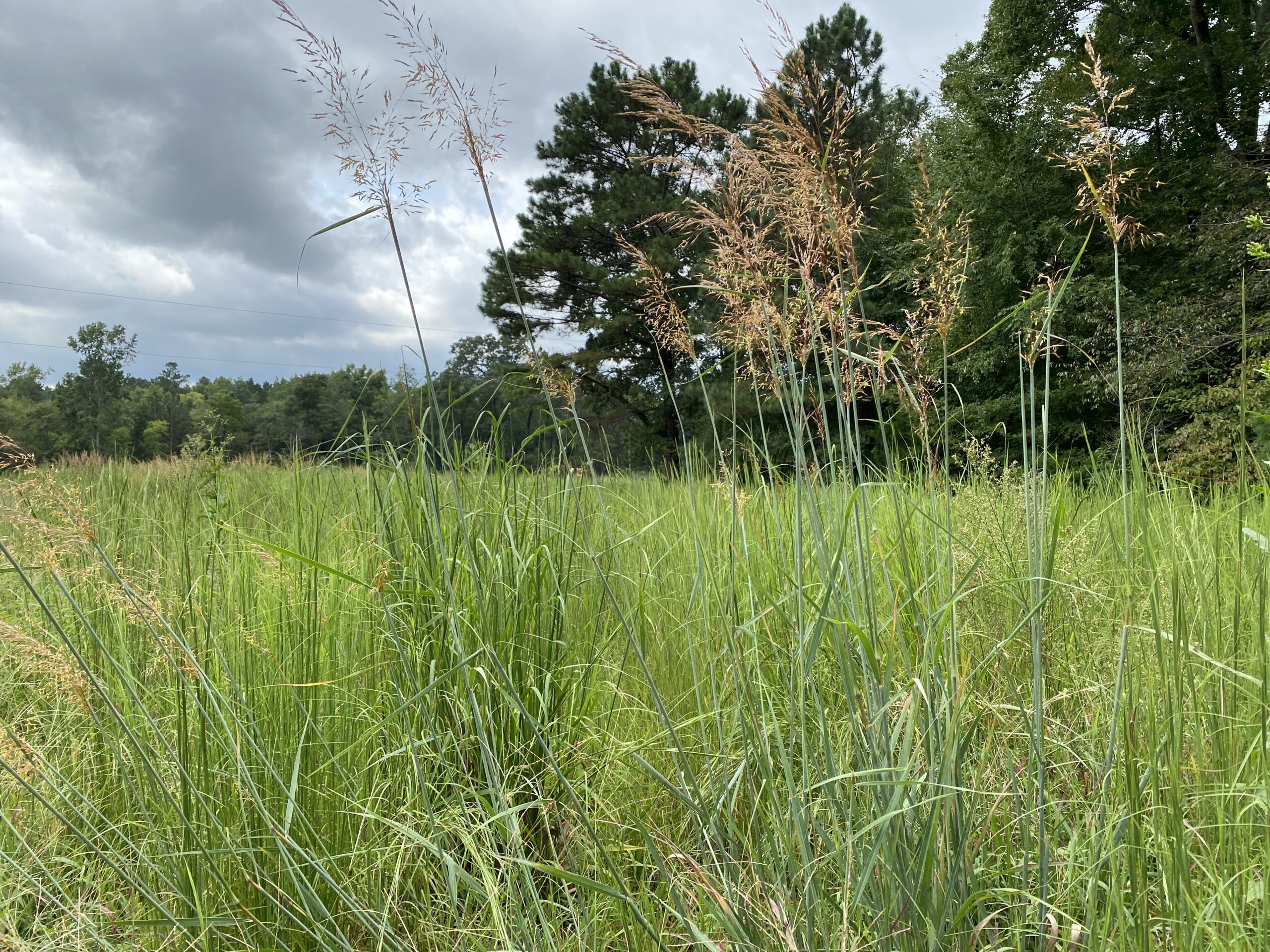 A view of several clumps of Indian Grass with their golden seed heads in a grassland with trees in the distance.