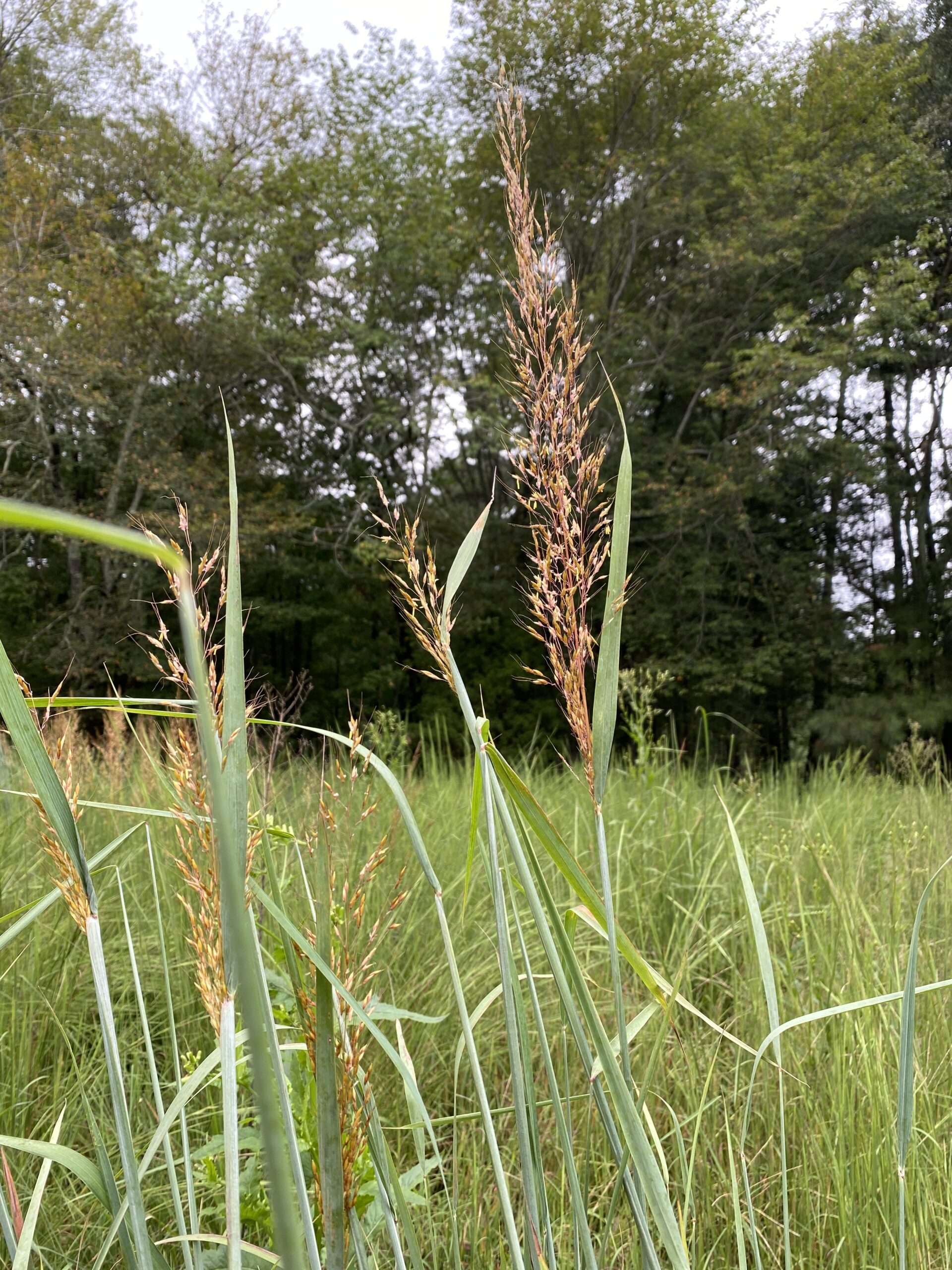 A 5 foot tall grass stem with a spike of tiny golden flowers of Indian Grass, Sorghstrum nutans, with large bending blue green grass blades underneath.