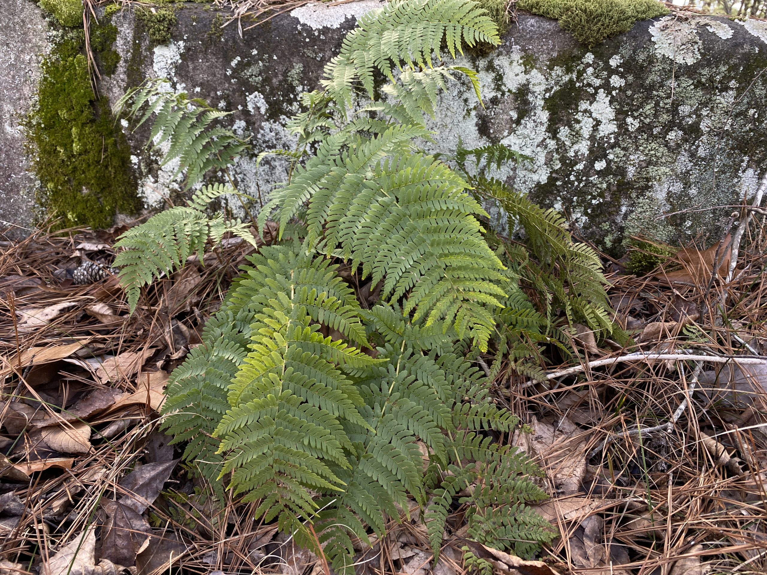 Evergreen divided leaves of Marginal Woodfern, Dryopteris maginalis, nestled against a grey granite rock speckled with pale green lichens, and russet brown leaf litter.