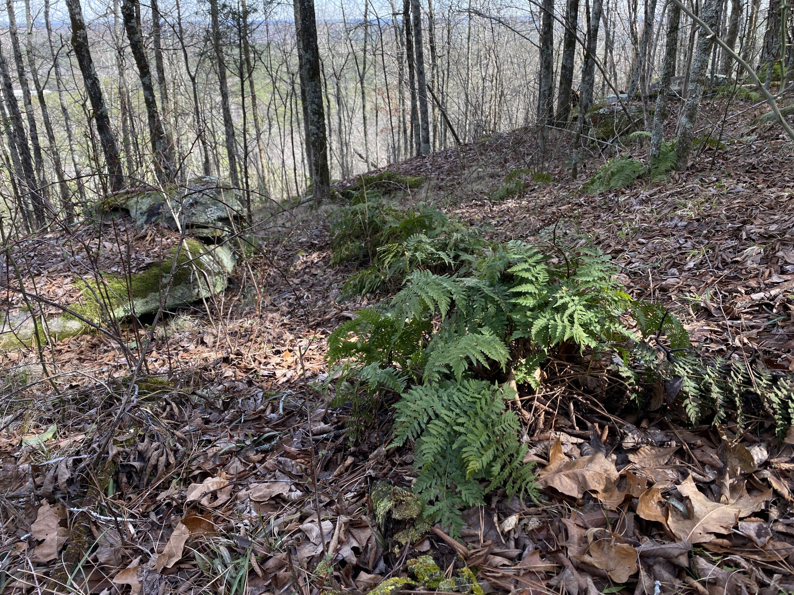 A colony of evergreen Dryopteris marginalis ferns along the forest floor, gray trunks of winter trees are in the distance.