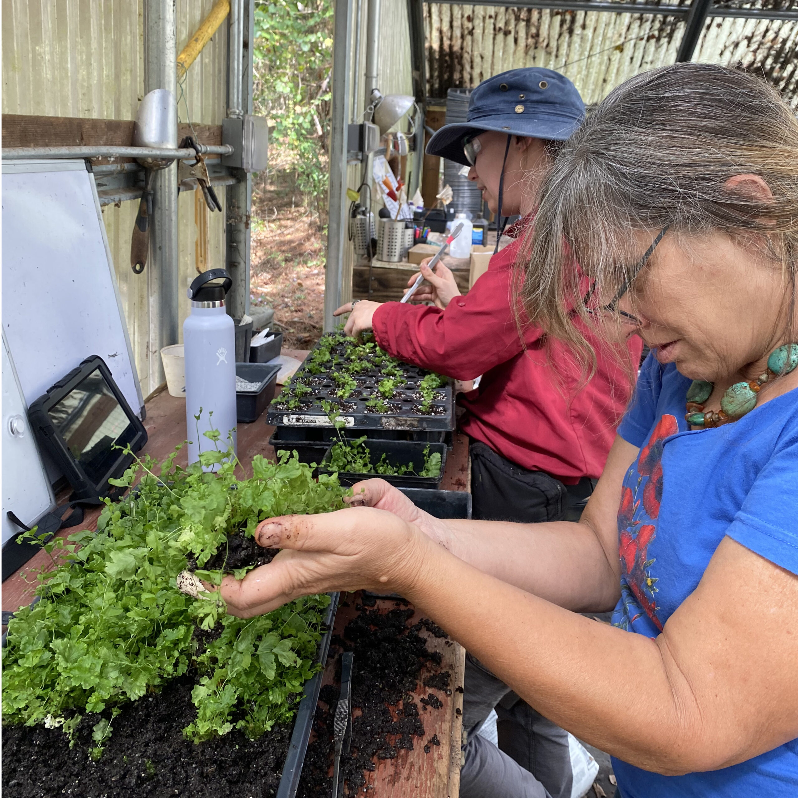 Polystichium transfer to 32 tray; we are dividing and separating the fernlets to put into plug trays to grow out.