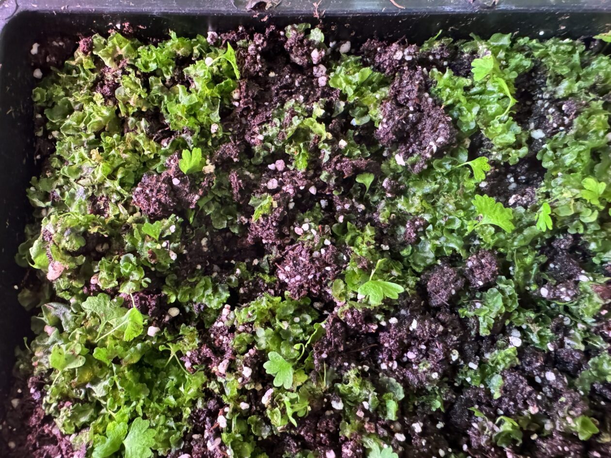 From Fernlet to Fern - Beech Hollow Farms